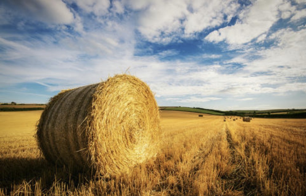 未来5年农业最赚钱行业,农业未来10年赚钱吗