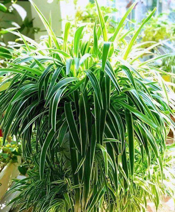 吊兰抽穗长出许多小吊兰怎么处理,吊兰不开花怎么办呢