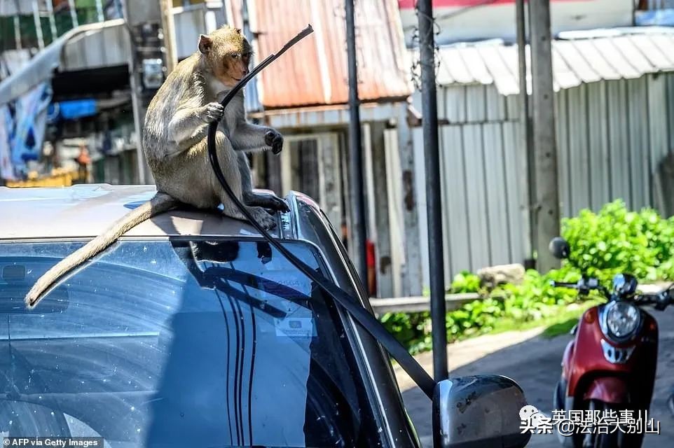 泰国疫情猴子,泰国猴子抗击疫情视频