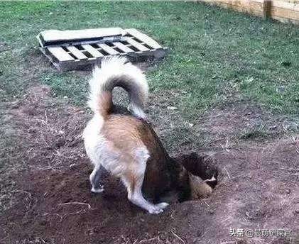 狗狗喜欢咬爪怎么纠正,狗狗用爪子刨地是什么意思