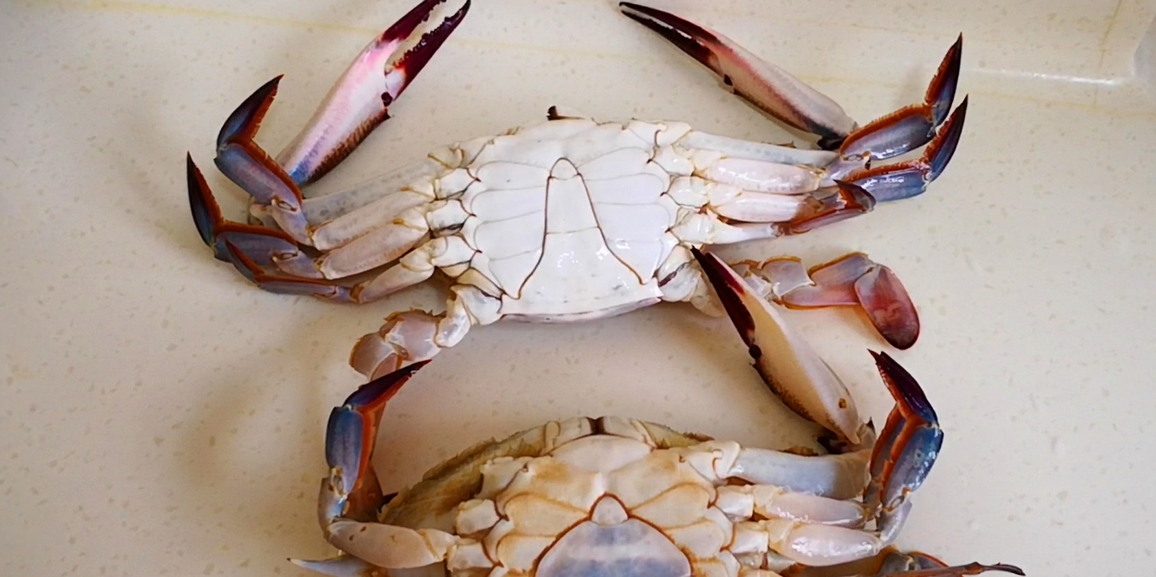 青岛老渔民教你如何挑肥螃蟹,买螃蟹的方法和技巧