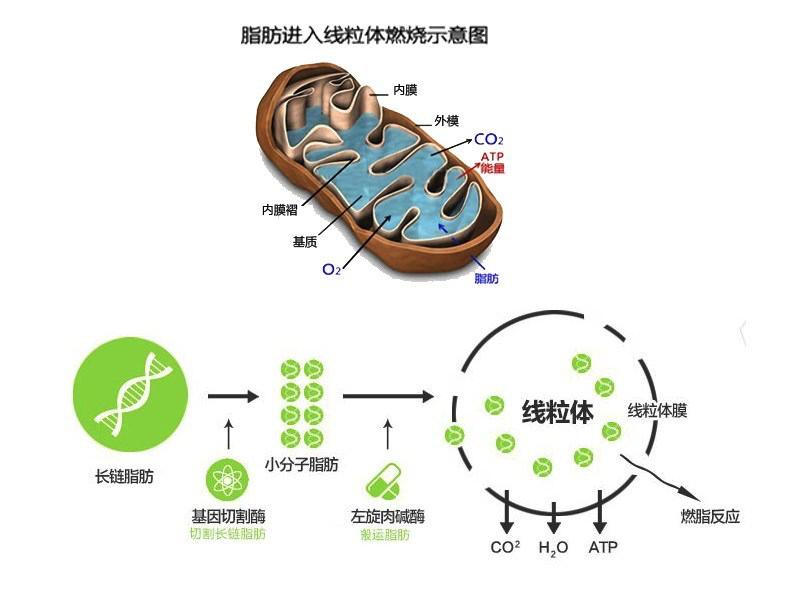 怎样吃左旋肉碱才能达到减肥效果,左旋肉碱怎么能把减脂发挥到最好