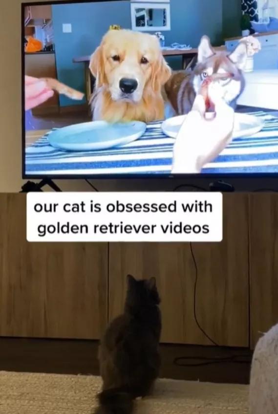 猫咪对金毛狗狗情有独钟，主人干脆买一只回来，这是什么神仙剧情