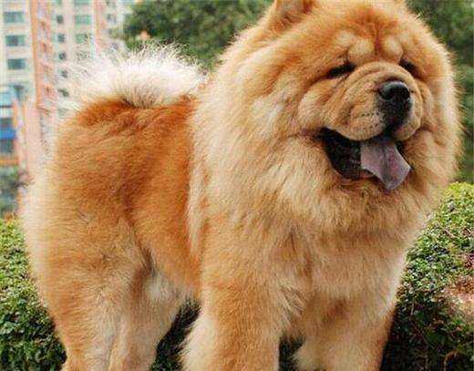 纯种松狮犬好养吗,纯种松狮犬的标准