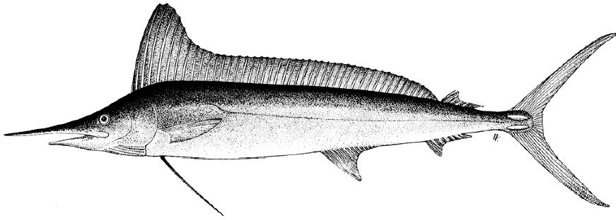 剑鱼vs旗鱼vs金枪鱼谁速度快,游得最快的海洋动物旗鱼