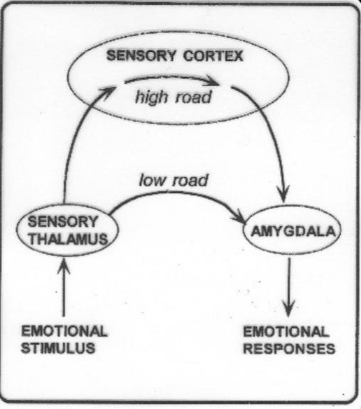 了解情绪的源头，你才能真正懂人性，才能真正调动智慧