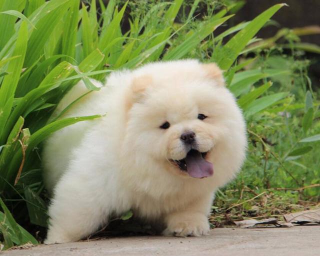 哪6种狗狗没有攻击性和不咬人,不爱狂吠的狗狗有哪些