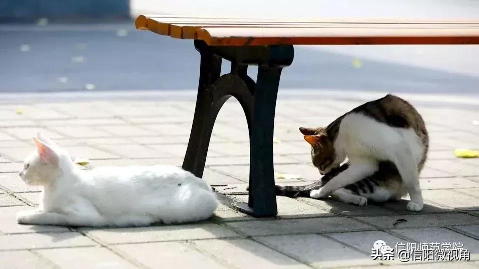 喜欢郑州大学的原因,喜欢河南的理由有哪些