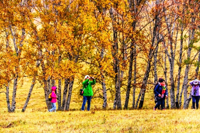 秋季最美的白桦林风景,坝上草原白桦林秋色图片