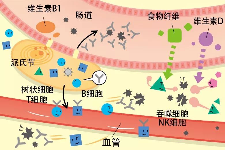 对付新冠病毒最好的方法是免疫力,免疫系统如何打败新冠病毒
