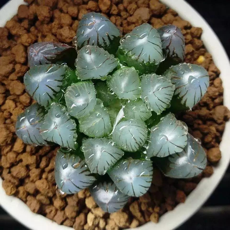 那些天价的植物,十大最值钱的植物