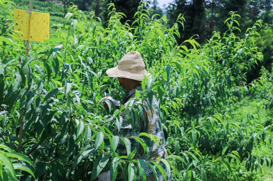 天时、地利、人和，一个深山网红桃的“修成”
