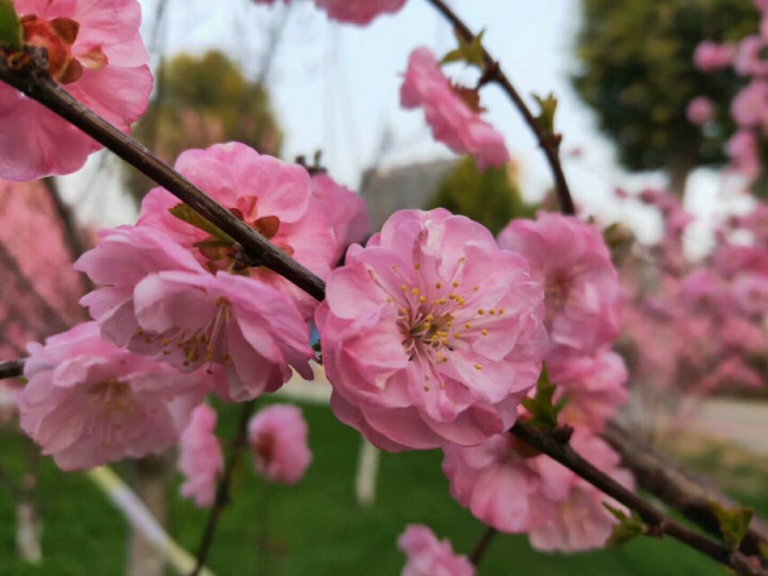 关于春天的成语和名言,关于春天的成语和短句子大全