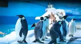 青岛极地海洋世界青岛方特,青岛海洋极地世界单馆门票多少钱