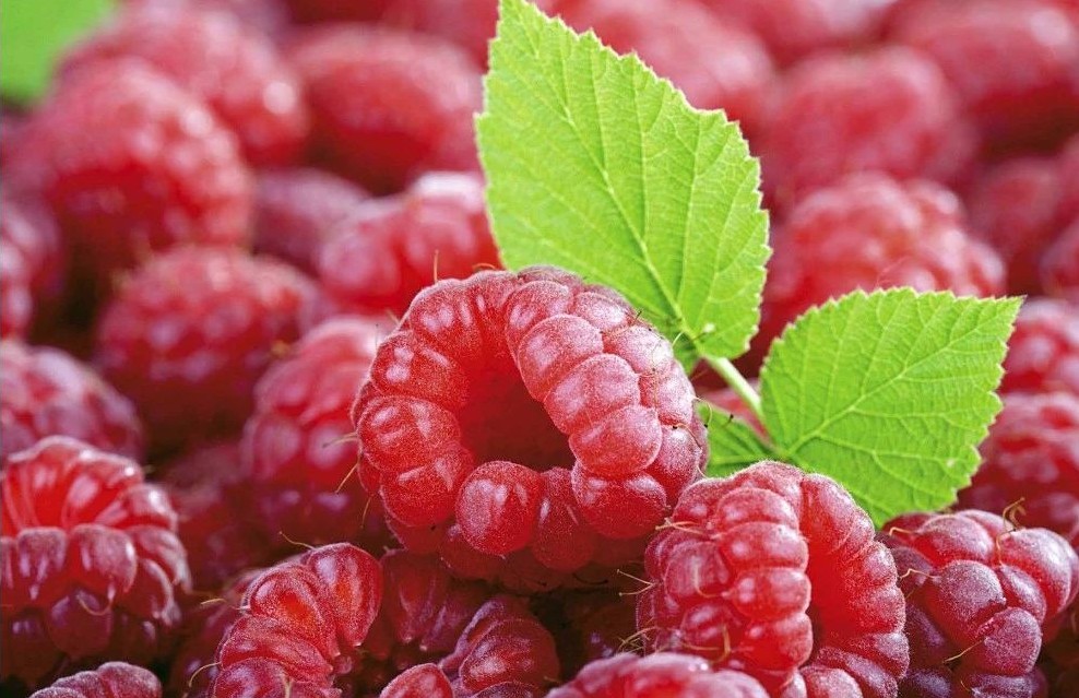 种植摇钱树致富,种摇钱树赚钱吗