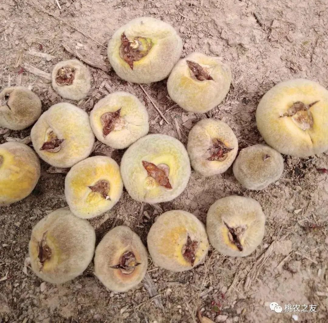 桃子裂果怎么治疗最好,桃子裂果