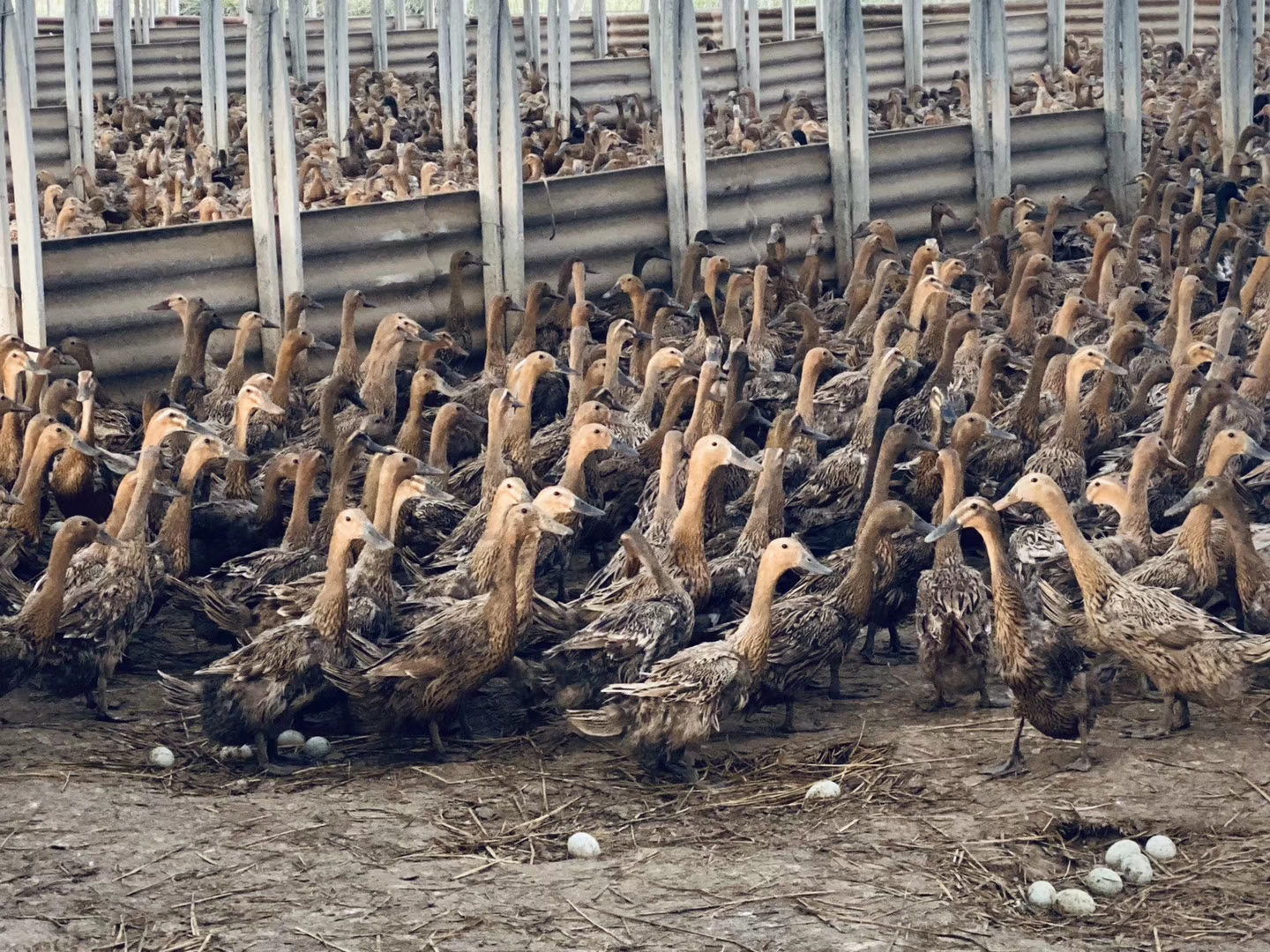 蛋鸭应激多少天恢复产蛋,蛋鸭食量不减但产蛋掉蛋严重