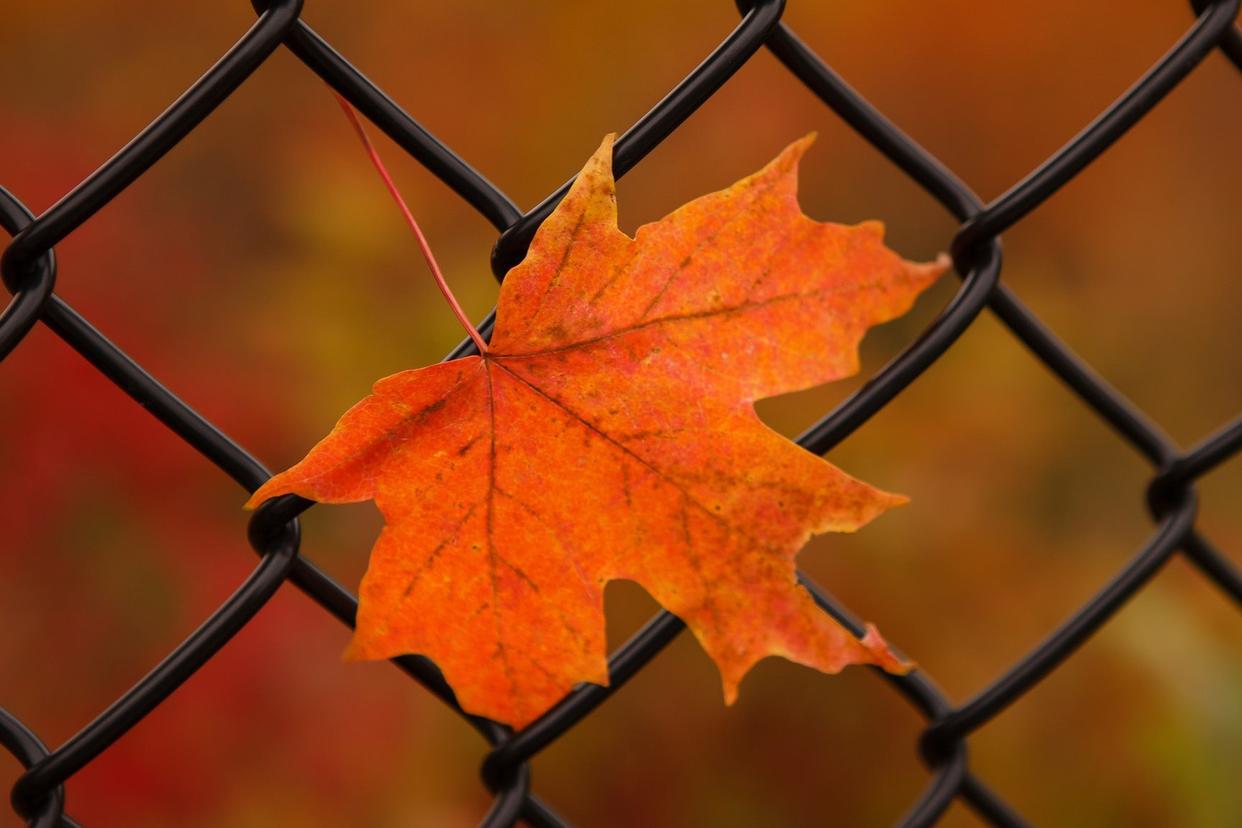 深度解析狮子座性格特点,一句话总结狮子座性格