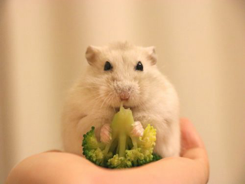 为什么仓鼠喜欢吃西兰花,仓鼠能吃西兰花的哪部分