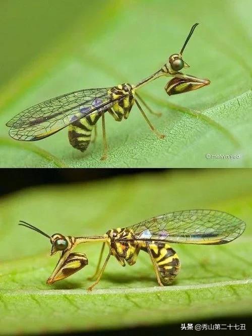 最强节肢动物排行榜,攻击力最强的十种节肢动物