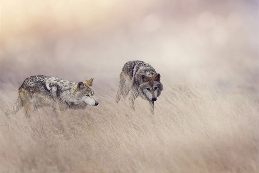 读狼图腾有感的标题,读《狼图腾》有感