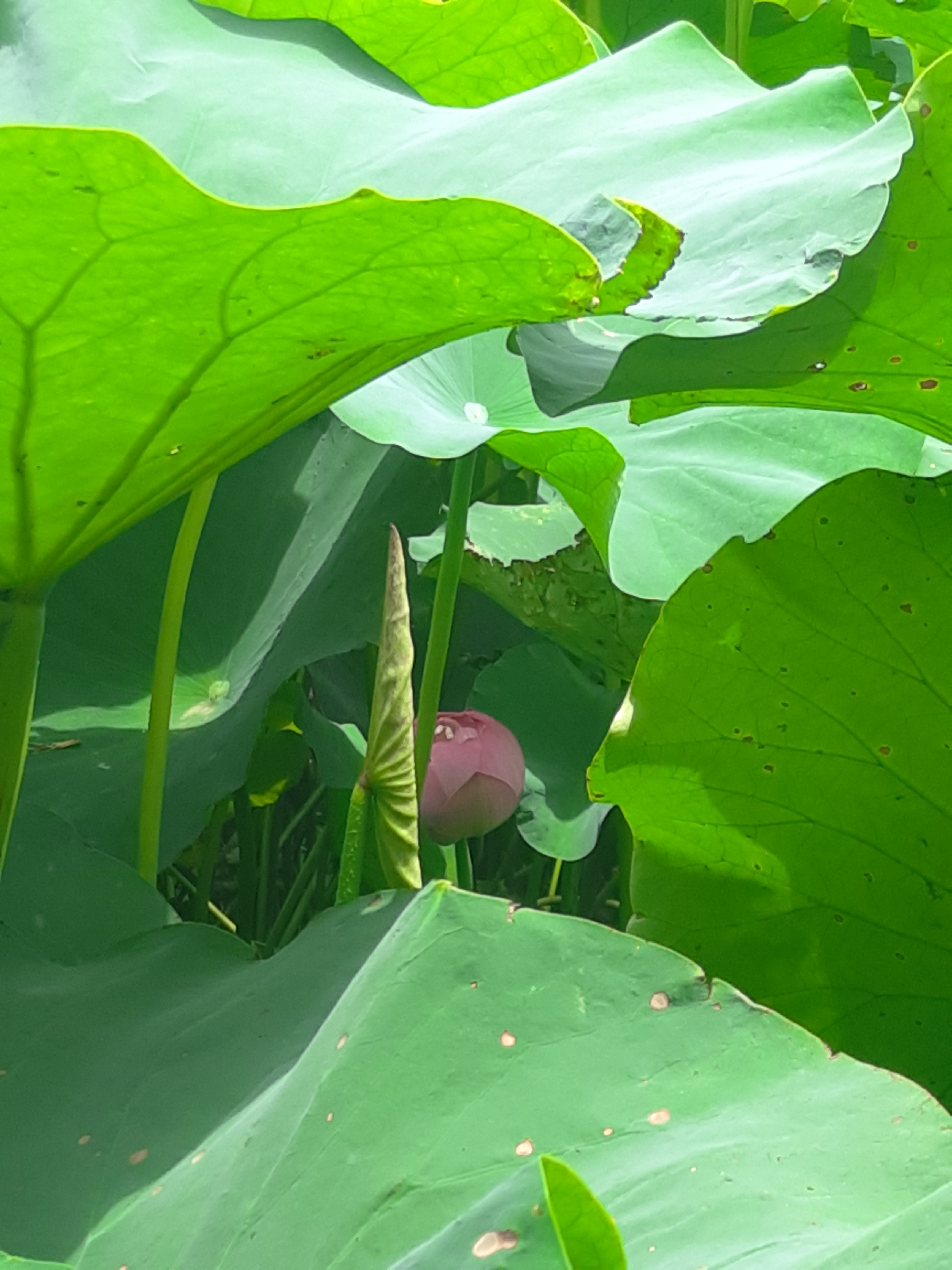 一一风荷举翻译,一一风荷举全诗