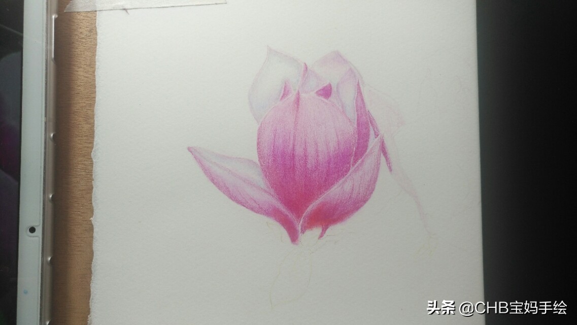 玉兰彩铅画教程图解,零基础彩铅画入门教程桃花