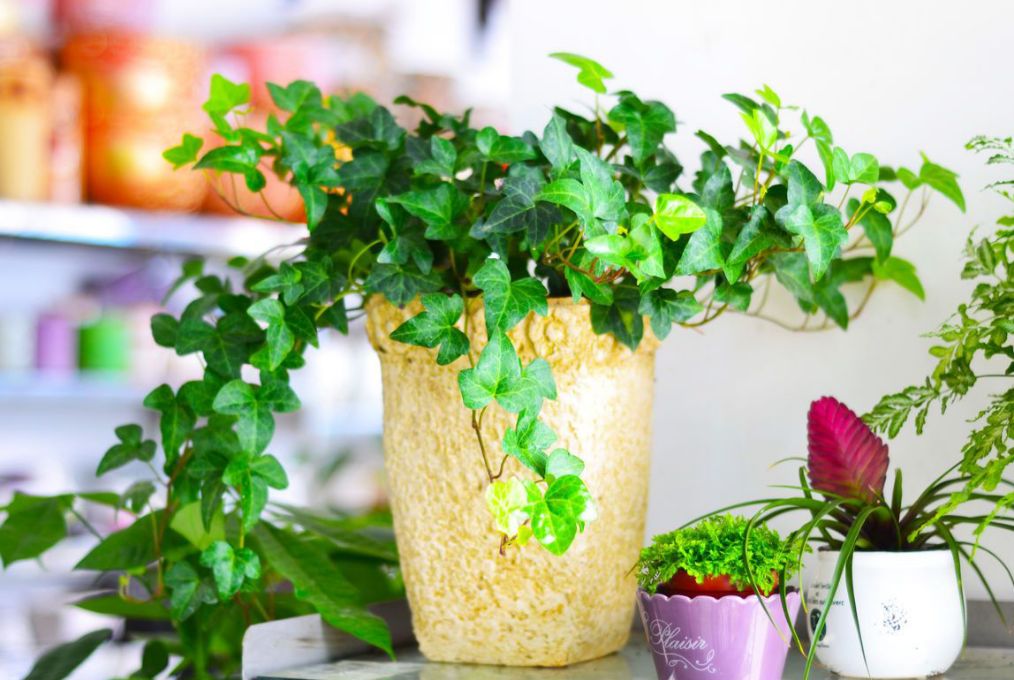 新装修的房子放什么植物去甲醛好,新装修的房子什么植物可以去甲醛