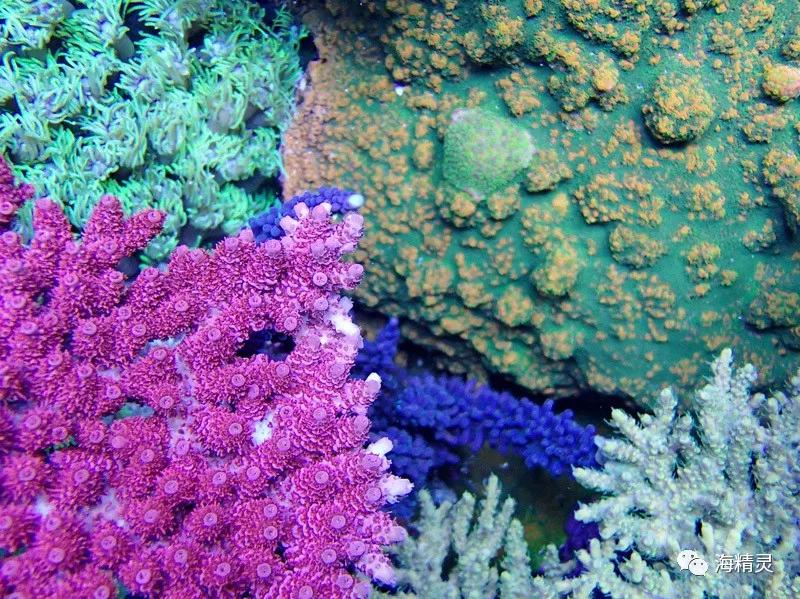 为什么一定要爆藻,为什么国人对鱼情有独钟