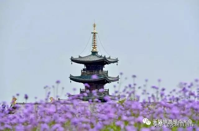 无锡哪里有看花海的景点,无锡秋季花海旅游景点