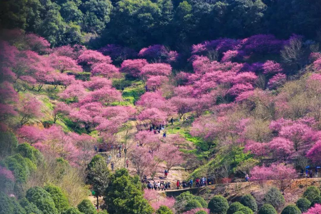 香雪海什么时候开放,香雪海惊艳了多少人