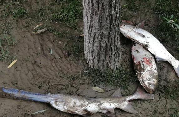 钓鱼日记49月29日南阳白河野钓匙吻鲟也许一辈子就这一次盛况