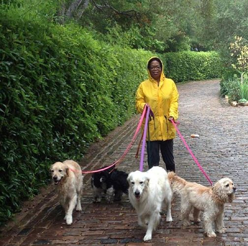 高档宠物碗,名媛宠物临潼店