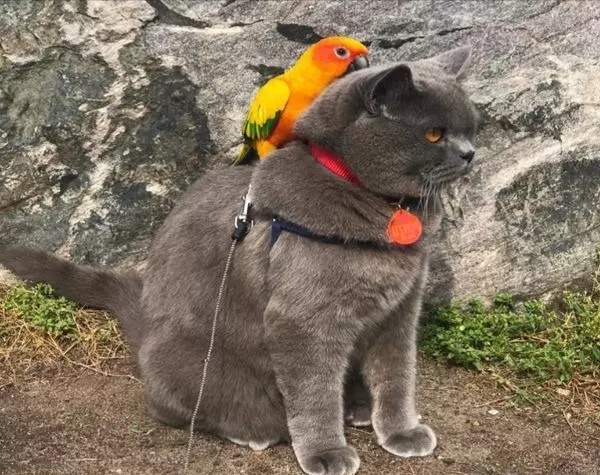 鹦鹉和猫打架谁最厉害,怎么预防猫咪对鹦鹉下手