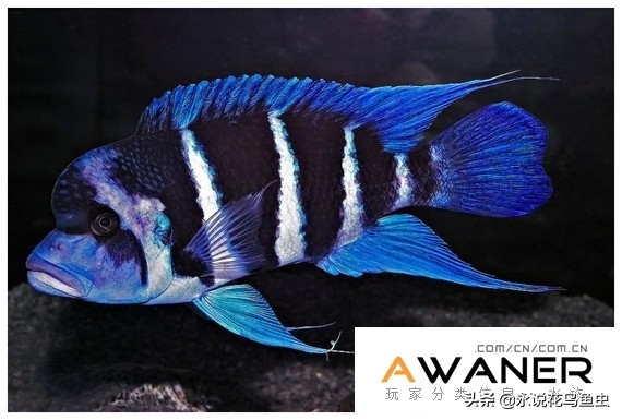 慈鲷品种及图片,慈鲷科都有哪些厉害的品种