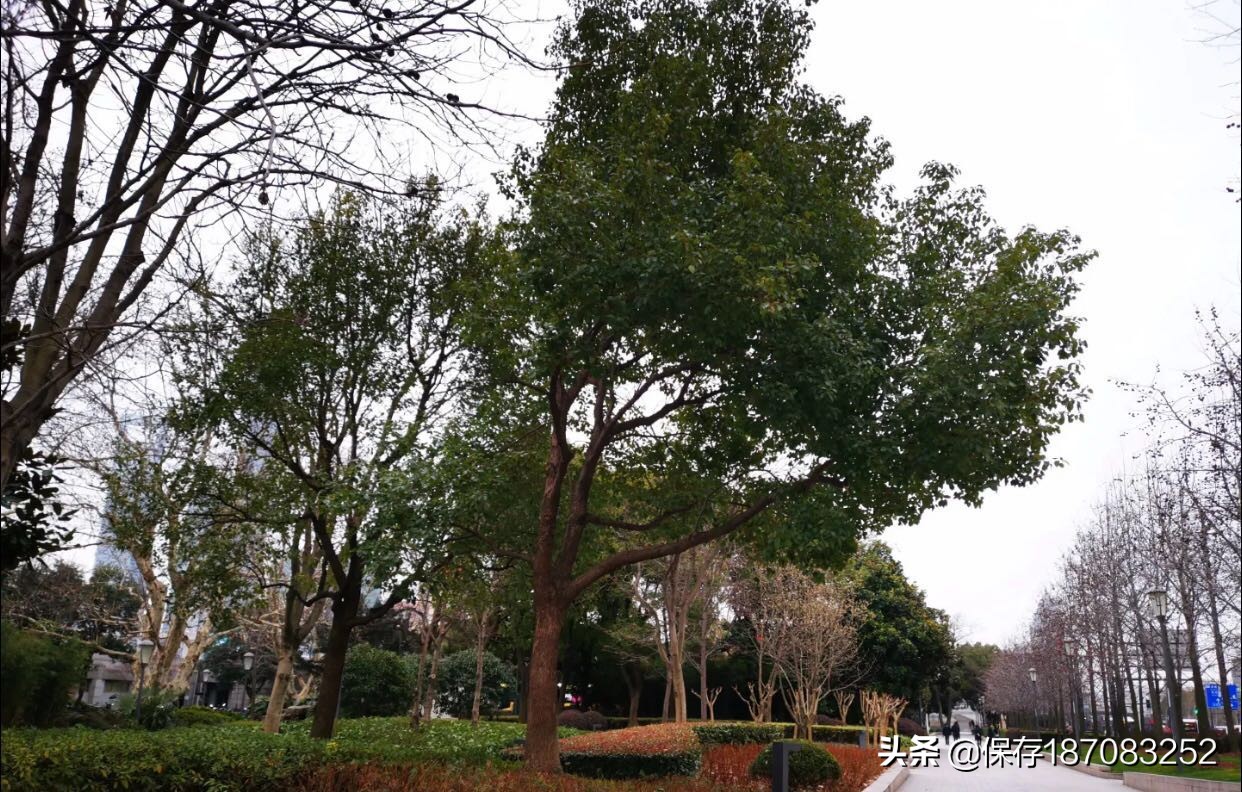 上海黄浦公园潮汐表下载,上海黄浦公园