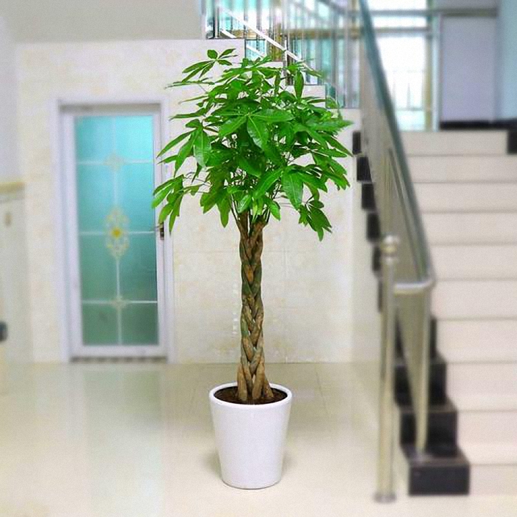 发财树主干腐烂怎么补救方法,发财树树枝变软腐烂咋挽救