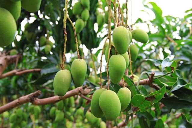 芒果盆栽种植方法,盆栽芒果正确种植方法