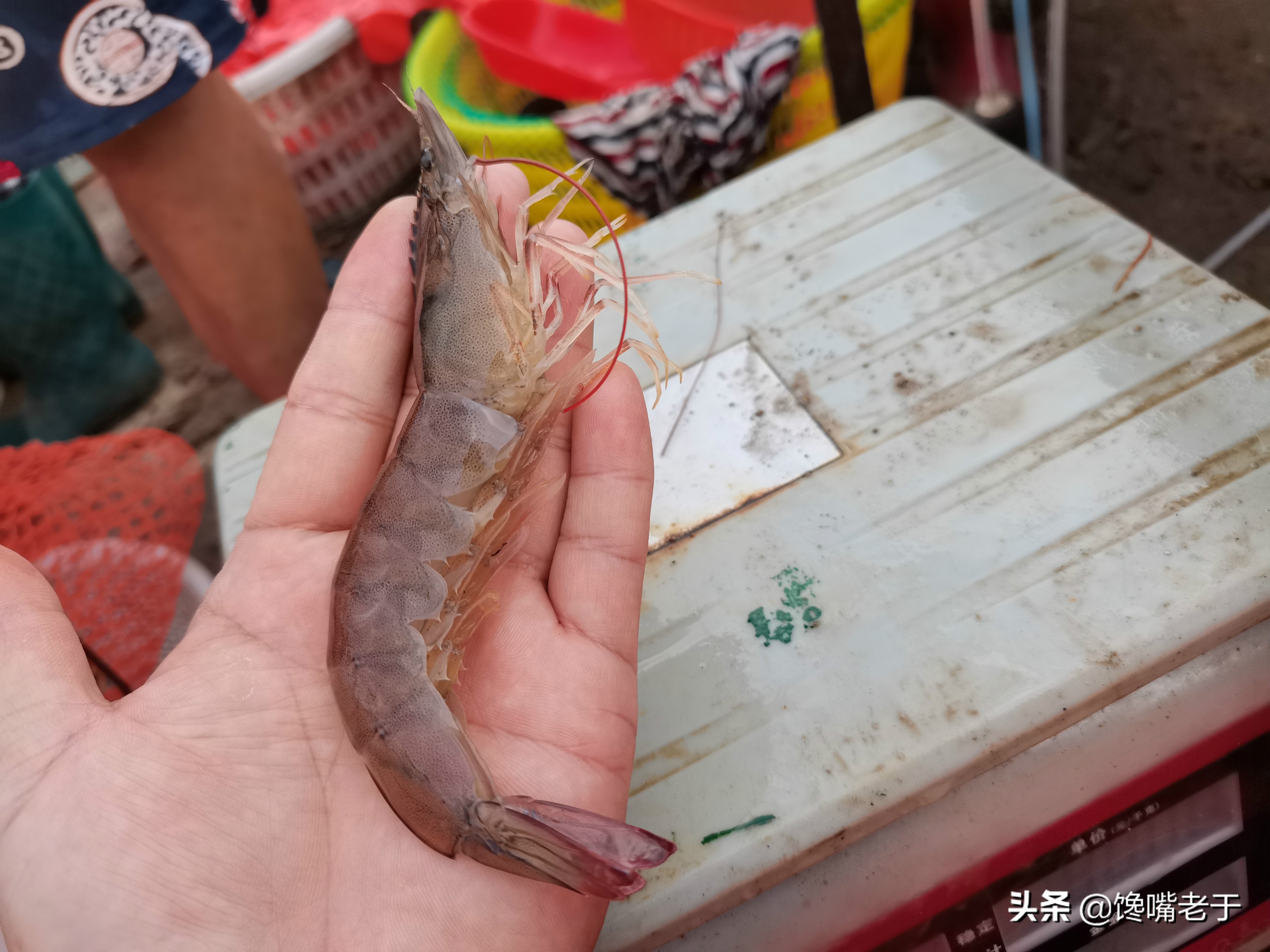 冰鲜虾怎么确认是否新鲜,冰鲜虾和活虾的口感差别