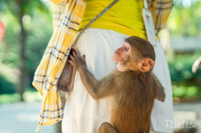 南湾岛猴王,海南南湾猴岛的猴王争夺战