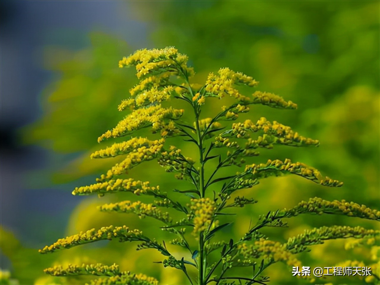 加拿大一枝黄花霸王花,加拿大一枝黄花怎么入侵了