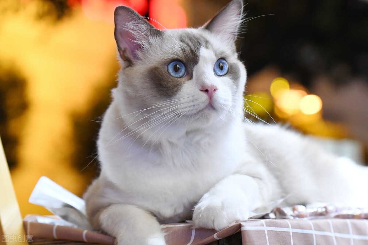 布偶猫有多好玩,布偶猫的十大优点是什么