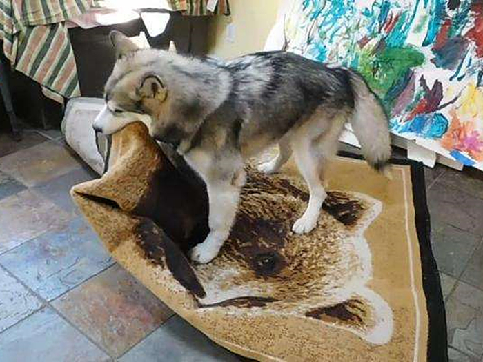 神犬哈士奇有多聪明,二哈哈士奇智商排行