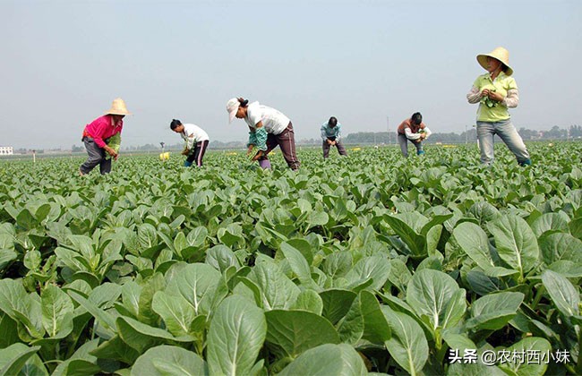 露天蔬菜种植怎样使用防虫网,蔬菜种植技术知识大全