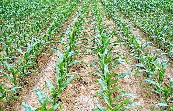 粘玉米怎么种植好吃,粘玉米种植新技术视频