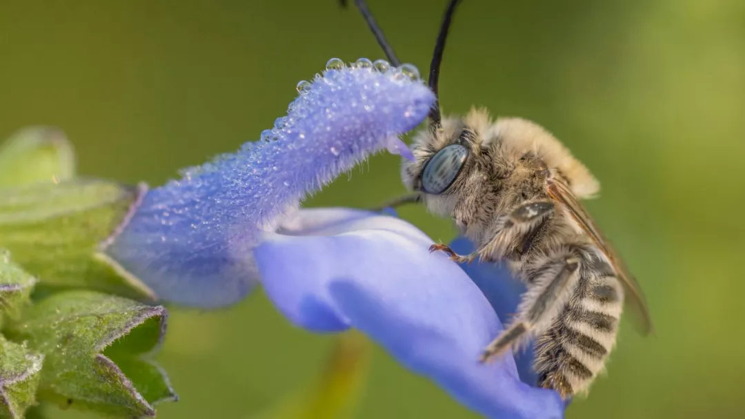 蜜蜂介绍科普视频,蜜蜂科普观世界