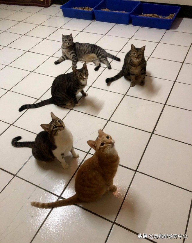 流浪猫是如何找到投喂的猫粮,流浪猫喂过一次找不到了怎么办