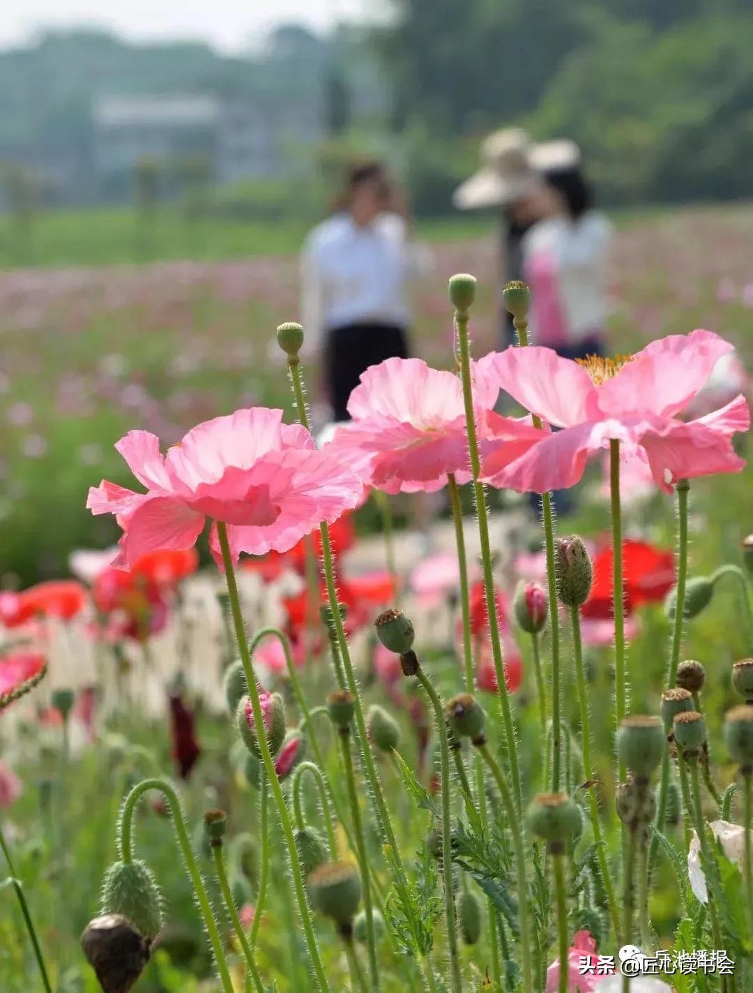 我的家乡广安市岳池县,岳池我的家乡