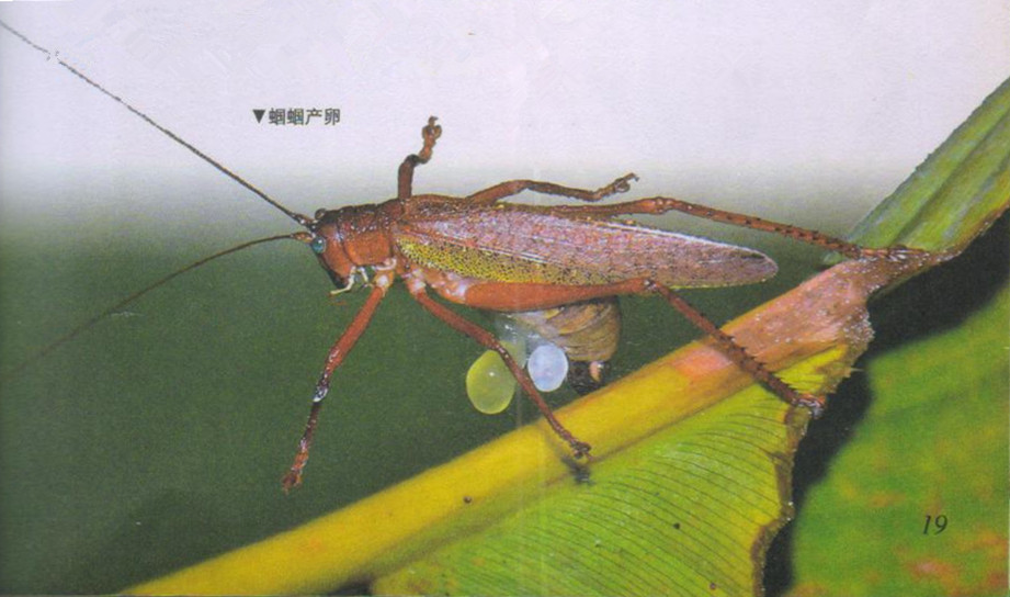 昆虫样子特点,昆虫视觉是什么样的