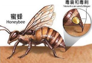 被蜜蜂蛰怎么判断蜂刺有没有拔出,蜜蜂蜇刺拔除视频